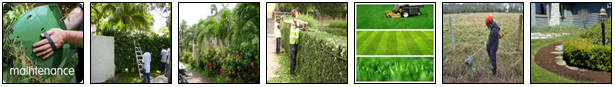 Grass Cutting & Garden Maintenance